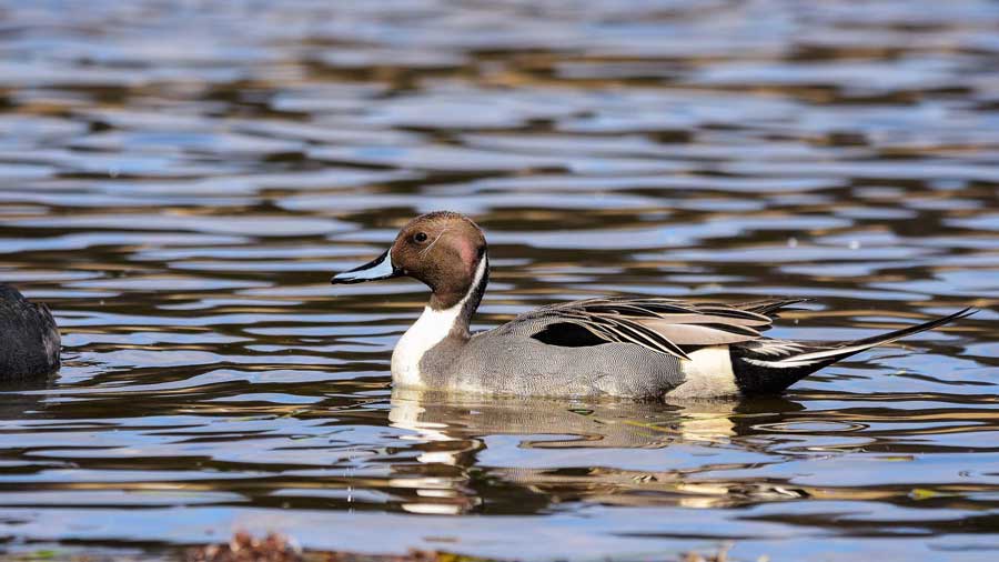 The Top Southeastern States to Duck Hunt - Winter Timber Outdoors